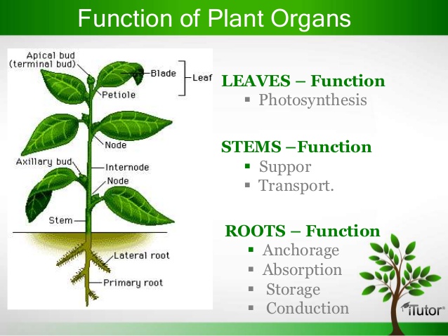 Parts of the Plant and their functions - The Centauri Project